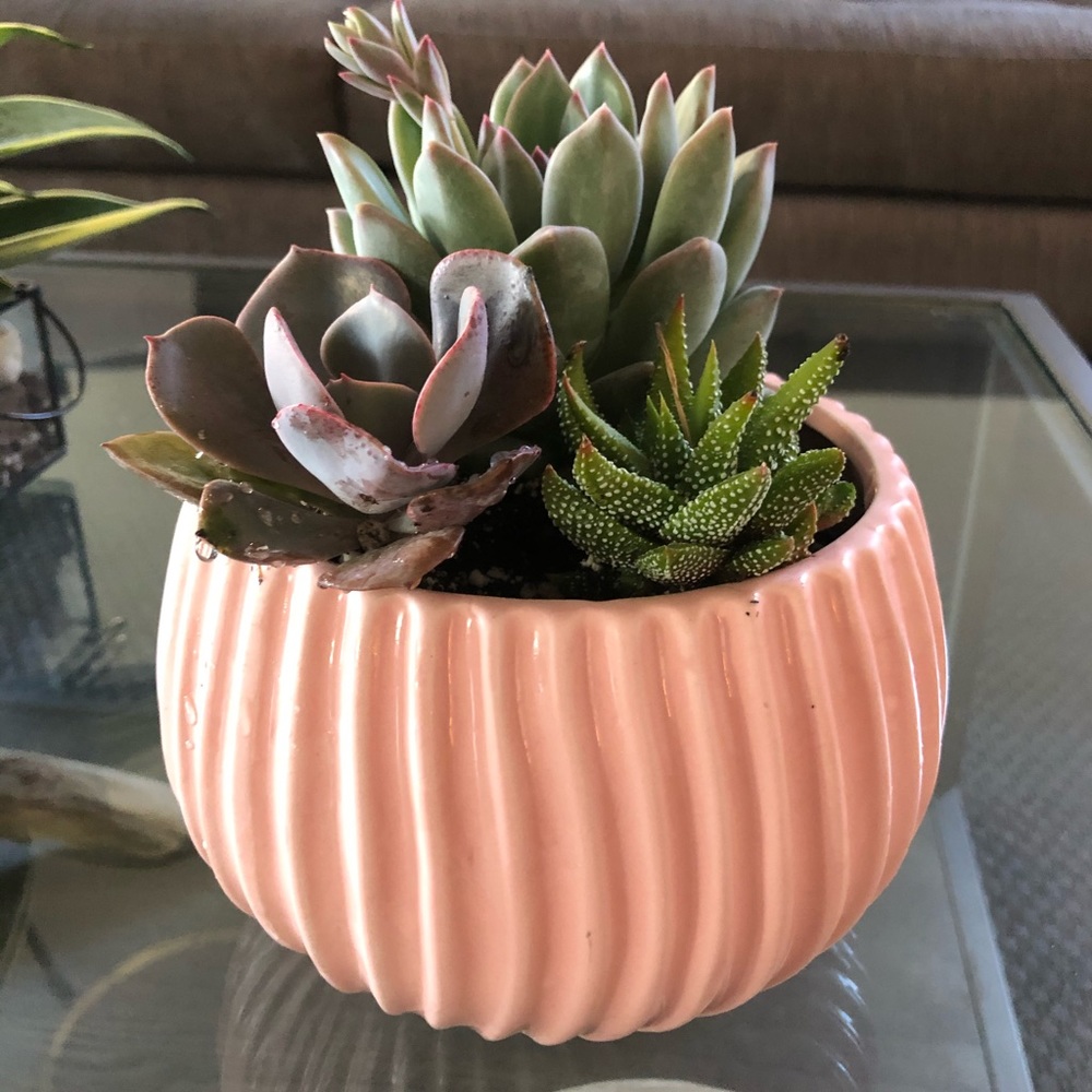 Pink planter + succulents